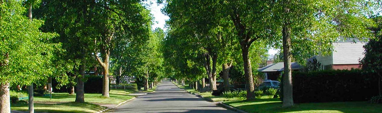 Sacramento homes with trees photo